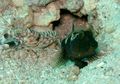 Hidup Berdampaingan, Ikan Goby dan Udang Pistol Saling Menguntungkan