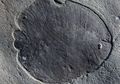 Dickinsonia, Makhluk Misterius yang Dinyatakan Sebagai Hewan Tertua di Dunia