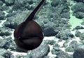 Seperti Balon, Belut Unik di Hawaii Ini Bisa Menggembung, lo!