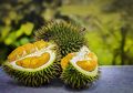 Penderita Kolesterol Takut Makan Durian? Jangan Khawatir Aman Kok!