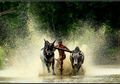 Tidak Hanya Ada di Madura, Karapan Sapi Juga Ada di India