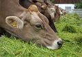 Mamalia Lainnya Suka Makan Rumput, Kenapa Manusia Tidak, ya?