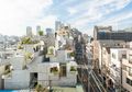 Arsitek Jepang Buat Tree-ness, Rumah yang Terinspirasi dari Pohon