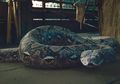 J.K Rowling Simpan Rahasia Nagini, Ternyata Begini Penampakan di Film Fastastic Beasts!