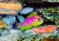 Spesies Ikan Baru dengan Warna Unik Ditemukan di Dasar Samudra Atlantik
