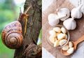 Dari Bawang Putih sampai Bekicot, Konsumsi 5 Makanan Berikut Bisa Memperpanjang Umur Manusia