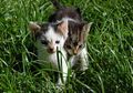 Apa Kucing di Rumahmu Suka Menggigiti Rumput? Ada Alasannya, lo!