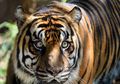 Si Kumis, Harimau yang Hidup Berdampingan dengan Manusia di Lampung
