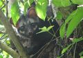 Ada Kopi yang Diberi Nama Kopi Luwak, Seperti Apa Sebenarnya Luwak?