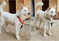 Makin Mesra, Kim Jong Un Beri Hadiah Lagi untuk Presiden Korsel, Kali Ini Dua Ekor Anjing Paling Berharga di Korea