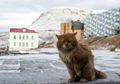 Kisah Kesha, Kucing Satu-satunya yang Berhasil Hidup di Pulau Terlarang Bagi Kucing