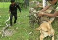 Bermodalkan Daun Kering dan Tongkat, 3 Anak Laki-laki Berhasil Kalahkan Ular Piton yang Melilit Anjing Mereka
