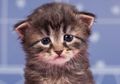 Kucing Peliharaan di Salahkan Majikannya Karena Tagihan Listrik Capai Rp 18 Juta, Kok Bisa?