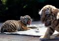 Donggalah, Harimau Benggala yang Baru Lahir di Kebun Binatang Bandung