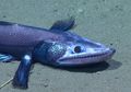 Di Laut Dalam, Ada Ikan Menyeramkan yang Mirip Karakter Monster Inc.