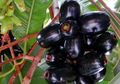 Jamblang, Si Ungu dengan Kandungan Antioksidan Tinggi dan Cocok untuk Penderita Kencing Manis