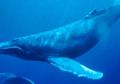 Kisah Memilukan Whale 52, Si Mamalia Paus Paling Kesepian di Dunia