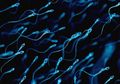 Hasil Penelitian Mengungkapkan Menelan Sperma Secara Teratur Dapat Menghindari Risiko Keguguran