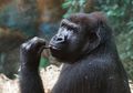 Gorila di Cagar Alam Afrika Nekat Mendaki Gunung Berapi, Kenapa, Ya?