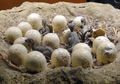 15 Telur Dinosaurus Berumur 80 Juta Tahun Ditemukan di Tiongkok