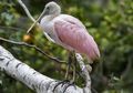 Seekor Burung Tropis Brazil Muncul di Utara Amerika, Ada Apakah?