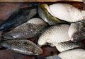 Sering Dikonsumsi di Indonesia, Ikan Buntal Ternyata Mengandung Racun yang Lebih Berbahaya dari Sianida