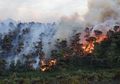 Kembali Terjadi, Lahan Hutan di Lereng Gunung Merbabu Terbakar