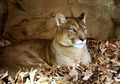 Bukan Anjing Atau Kucing, Suku Maya Justru Memelihara Puma dan Jaguar