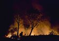Empat Hektare Hutan di Gunung Bancak Terbakar Akibat Musim Kemarau