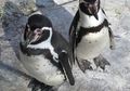 Mengapa Bulu Penguin Tidak Membeku Padahal Menyelam di Daerah Kutub?