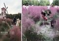 Wisatawan di Negara Ini Rusak Rumput Merah yang Tumbuh Sangat Langka Demi Selfie!