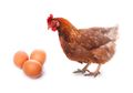 Ayam atau Telur Duluan? Nih Ilmuwan Australia Temukan Jawabannya!