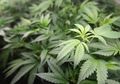 Ganja Dilegalkan di Kanada, Mengapa Kini Warganya Justru Sulit Mendapatkannya?