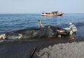 Banyak Hewan Laut Terdampar di Pesisir Pantai, Akibat Pengaruh Gempa?