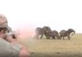 Satu Kawannya Ditembak Mati Pemburu, Kelompok Gajah Ini Mengamuk dan Membalasanya dengan Cara Begini