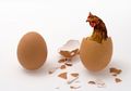 Mana yang Lebih Dulu, Telur atau Ayam? Sains Akhirnya Berikan Jawaban