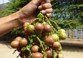 Buah Langka Khas Indonesia Ini Ternyata Punya Harga Selangit, Apa ya?