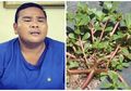 Fahmi Bo Terserang Stroke: Meski Sering Dianggap Gulma, Tanaman Liar Krokot Ternyata Ampuh Obati Stroke