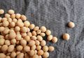 Kenali Manfaat Kacang Kedelai Sebagai Camilan Sehat Penderita Diabetes
