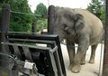 Authai, Gajah Asia yang Bisa Mengerjakan Soal Matematika dengan Baik