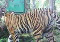 Sapi Warga di Riau Diduga Diterkam Harimau yang Sebelumnya Sudah Tewaskan 2 Orang