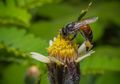 Manfaat Tak Terduga Bee Pollen untuk Kesuburan Perempuan, dari Tingkatkan Imun Hingga Libido!