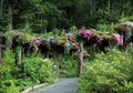 Pohon di Sebuah Taman di Alaska Berdiri Terbalik dengan Akar di Atas