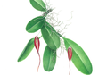 Bulbophyllum irianae, Spesies Anggrek Baru Yang Ditemukan di Papua