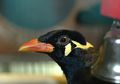 Burung Beo dan Kakatua Bisa Menirukan Suara Manusia, Mengapa Begitu?