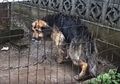 Kisah Judith: Anjing yang Dirantai Selama 10 Tahun dan Mendapat Penderitaan Luar Biasa Tragis