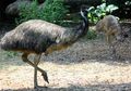 Tidak Semua Burung Bisa Terbang, Ini 5 Burung yang Tidak Bisa Terbang