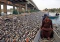 Ribuan Ikan Mas Mati Secara Misterius, Hingga Dibiarkan Membusuk di Sungai