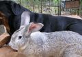 Giant Flemish, Kelinci Peliharaan Terbesar di Dunia
