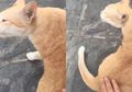(Video) Sulit untuk Percaya Namun Nyata, Kucing Ini Bersuara Laiknya Bebek!